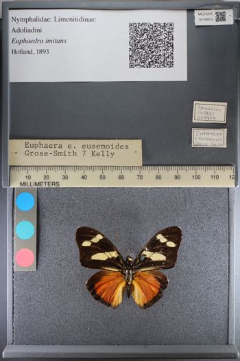 Media type: image;   Entomology 194815